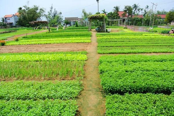 Green House Homestay Хоян Екстер'єр фото